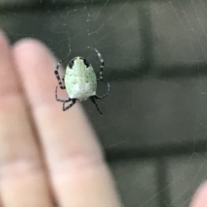 Araneus dimidiatus at Cook, ACT - 1 Dec 2020