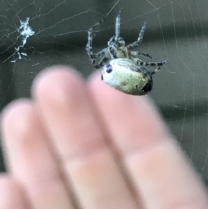 Araneus dimidiatus at Cook, ACT - 1 Dec 2020