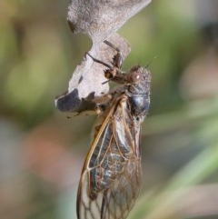 Myopsalta waterhousei (Smoky Buzzer) at O'Connor, ACT - 30 Nov 2020 by ConBoekel