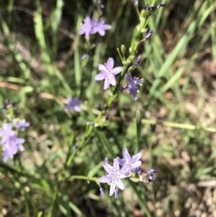 Caesia calliantha (Blue Grass-lily) at Flea Bog Flat, Bruce - 1 Dec 2020 by mcleana