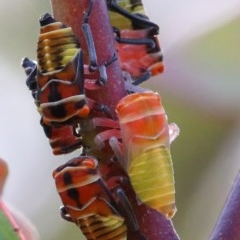 Eurymeloides pulchra (Gumtree hopper) at O'Connor, ACT - 30 Nov 2020 by ConBoekel