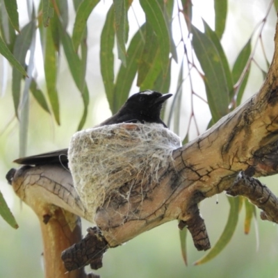 Rhipidura leucophrys (Willie Wagtail) at Kambah, ACT - 1 Dec 2020 by MatthewFrawley