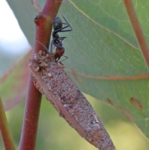 Lepidoscia (genus) IMMATURE at O'Connor, ACT - 1 Dec 2020