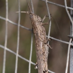 Coryphistes ruricola (Bark-mimicking Grasshopper) at Acton, ACT - 1 Dec 2020 by TimL