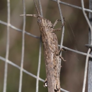 Coryphistes ruricola at Acton, ACT - 1 Dec 2020