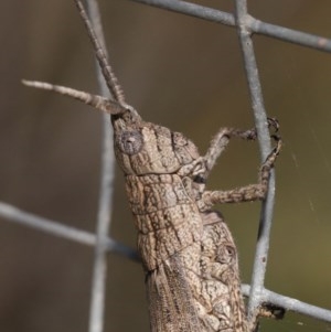 Coryphistes ruricola at Acton, ACT - 1 Dec 2020