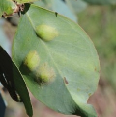 Coccoidea (superfamily) at O'Connor, ACT - 1 Dec 2020