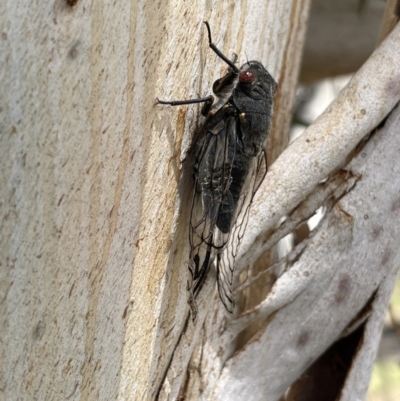 Psaltoda moerens (Redeye cicada) at Belconnen, ACT - 2 Dec 2020 by WarrenRowland