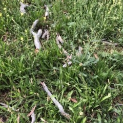 Eucalyptus melliodora at Hughes, ACT - 2 Dec 2020