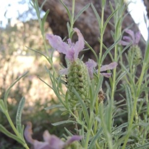 Lavandula stoechas at Conder, ACT - 30 Nov 2020