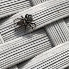 Maratus griseus at Cook, ACT - 29 Nov 2020