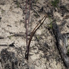 Thelymitra pauciflora at Paddys River, ACT - 2 Dec 2020