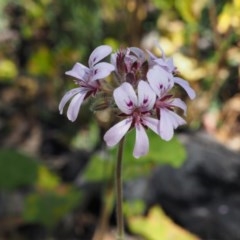 Pelargonium australe (Austral Stork's-bill) at Paddys River, ACT - 1 Dec 2020 by IanBurns