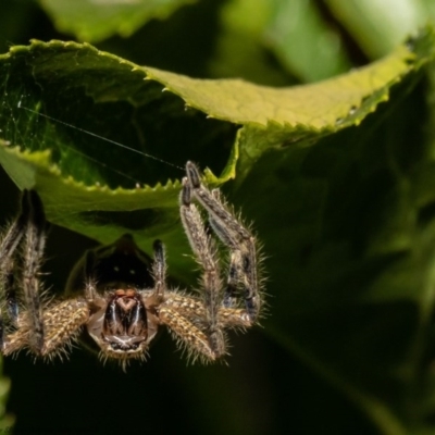 Neosparassus sp. (genus) (Badge huntsman) at Macgregor, ACT - 1 Dec 2020 by Roger