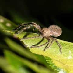 Neosparassus sp. (genus) at Macgregor, ACT - 1 Dec 2020