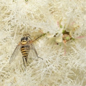 Australiphthiria hilaris at Acton, ACT - 1 Dec 2020