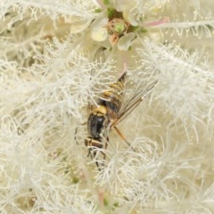 Australiphthiria hilaris at Acton, ACT - 1 Dec 2020