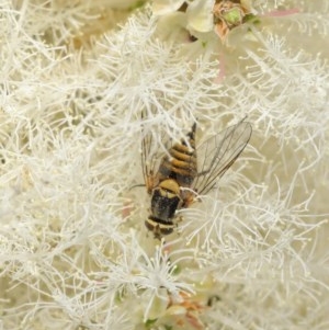 Australiphthiria hilaris at Acton, ACT - 1 Dec 2020