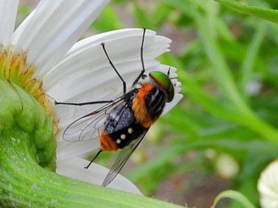 Scaptia sp. (genus) (March fly) at Crooked Corner, NSW - 1 Dec 2020 by Milly