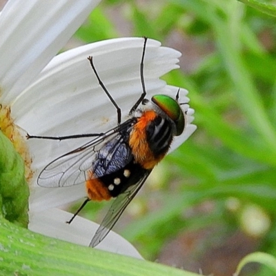 Scaptia sp. (genus) (March fly) at Crooked Corner, NSW - 1 Dec 2020 by Milly