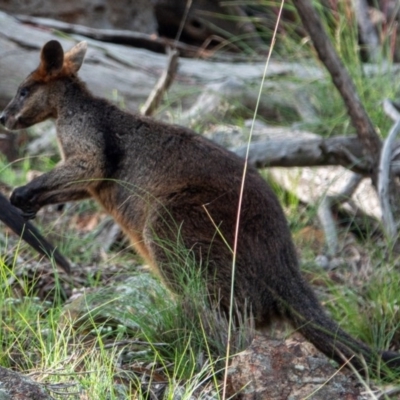 Wallabia bicolor (Swamp Wallaby) at Mount Majura - 1 Dec 2020 by sbittinger