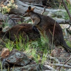 Wallabia bicolor at Majura, ACT - 2 Dec 2020