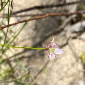 Laxmannia gracilis at Conder, ACT - 2 Dec 2020