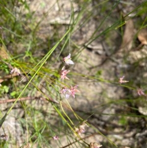 Laxmannia gracilis at Conder, ACT - 2 Dec 2020