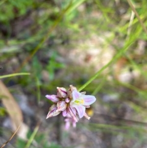 Laxmannia gracilis at Conder, ACT - 2 Dec 2020