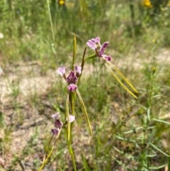 Diuris dendrobioides (Late Mauve Doubletail) at Conder, ACT by Shazw