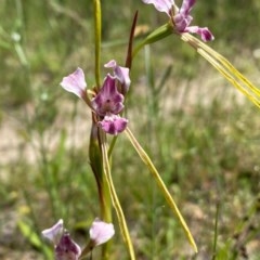 Diuris dendrobioides at suppressed - 2 Dec 2020