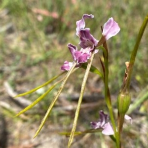 Diuris dendrobioides at suppressed - 2 Dec 2020