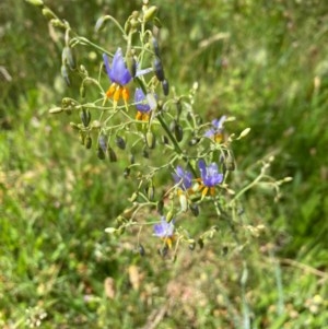 Dianella sp. aff. longifolia (Benambra) at Conder, ACT - 2 Dec 2020