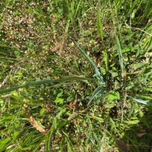 Dianella sp. aff. longifolia (Benambra) at Conder, ACT - 2 Dec 2020