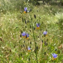 Dianella sp. aff. longifolia (Benambra) at Conder, ACT - 2 Dec 2020