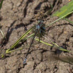 Argiolestidae (family) at Nimmo, NSW - 29 Nov 2020 12:51 PM