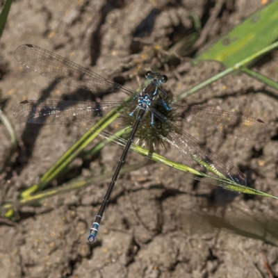 Argiolestidae (family) (Flatwings) at Nimmo, NSW - 29 Nov 2020 by trevsci