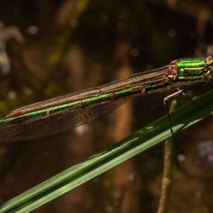 Austrolestes cingulatus at Nimmo, NSW - 29 Nov 2020