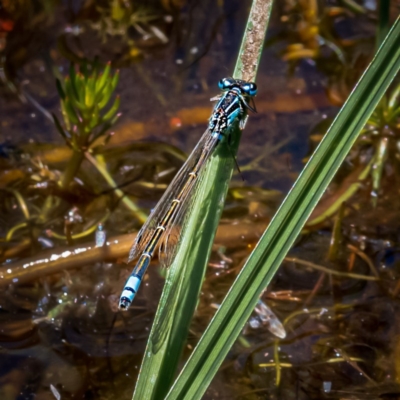 Ischnura heterosticta (Common Bluetail Damselfly) at Nimmo, NSW - 29 Nov 2020 by trevsci