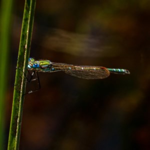 Austrolestes cingulatus at Nimmo, NSW - 29 Nov 2020