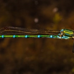 Austrolestes cingulatus at Nimmo, NSW - 29 Nov 2020 01:14 PM