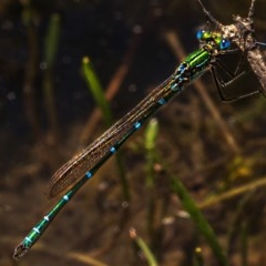 Austrolestes cingulatus at Nimmo, NSW - 29 Nov 2020 01:14 PM