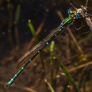 Austrolestes cingulatus at Nimmo, NSW - 29 Nov 2020 01:14 PM