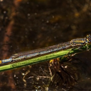 Ischnura heterosticta at Nimmo, NSW - 29 Nov 2020