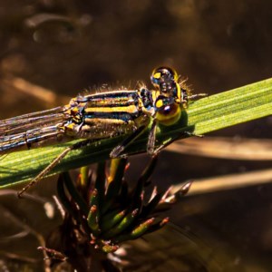 Ischnura heterosticta at Nimmo, NSW - 29 Nov 2020