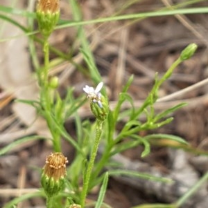 Vittadinia muelleri at Griffith, ACT - 2 Dec 2020