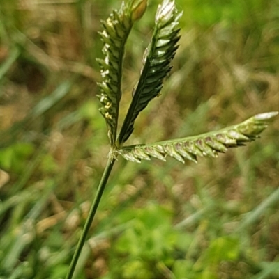 Eleusine tristachya (Goose Grass, Crab Grass, American Crows-Foot Grass) at Griffith, ACT - 2 Dec 2020 by SRoss