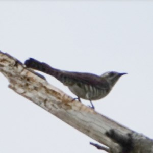 Chrysococcyx basalis at Coree, ACT - 1 Dec 2020