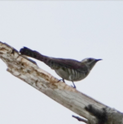 Chrysococcyx basalis (Horsfield's Bronze-Cuckoo) at Coree, ACT - 1 Dec 2020 by Ct1000