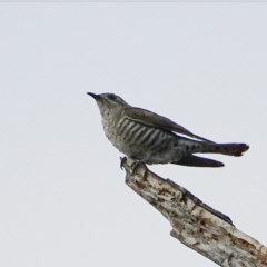 Chrysococcyx basalis at Coree, ACT - 1 Dec 2020